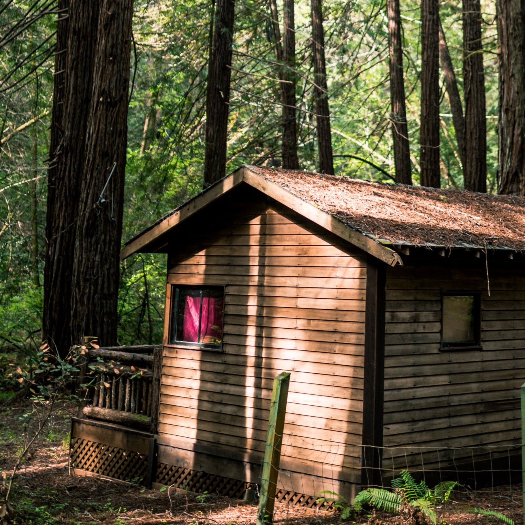 Wooden cabin nestled among tall trees in a forest